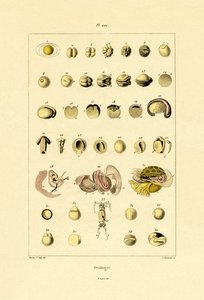 Ovologi, 1833-39 af French School